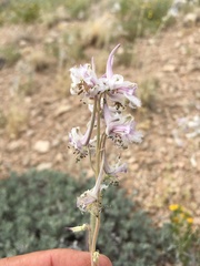 Delphinium wootonii