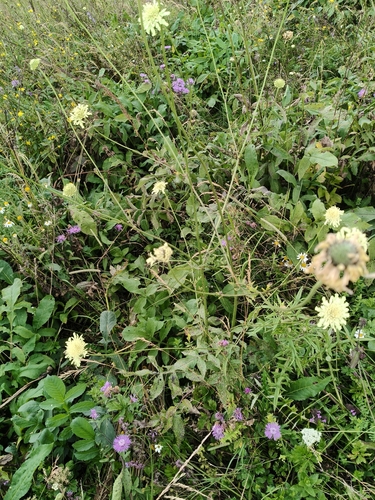Cephalaria gigantea, photograph 3