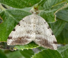Macaria extemporata