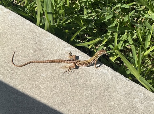 Italian Wall Lizard