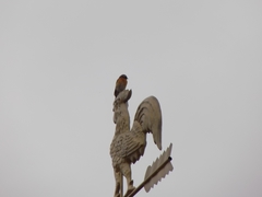 Phoenicurus phoenicurus