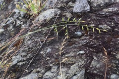 Festuca microstachys