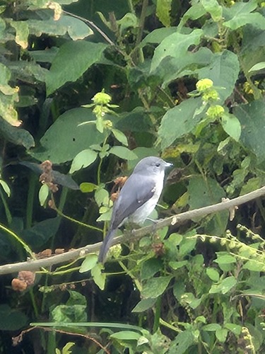 White-eyed Slaty-Flycatcher