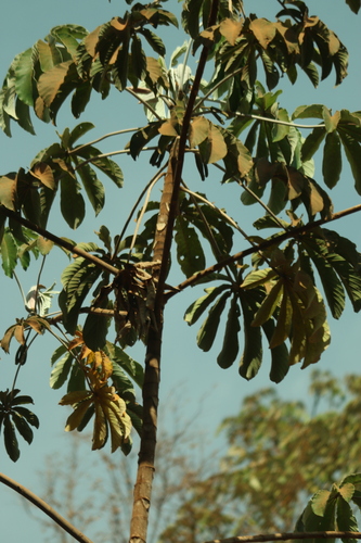 Cecropia pachystachya, photograph 5