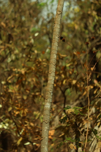 Cecropia pachystachya, photograph 6