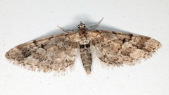 Eupithecia lanceata