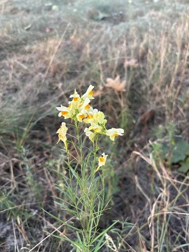 common toadflax