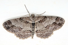 Paradarisa consonaria