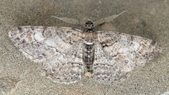 Cleora cinctaria