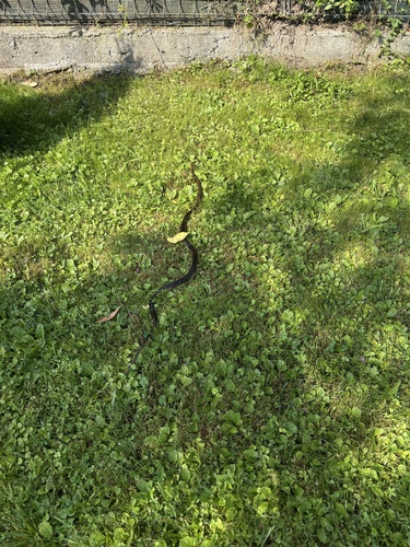 Aesculapian Snake