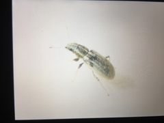 Sitona lineatus