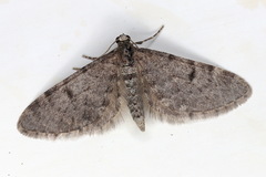Eupithecia indigata