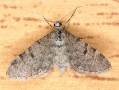 Eupithecia indigata