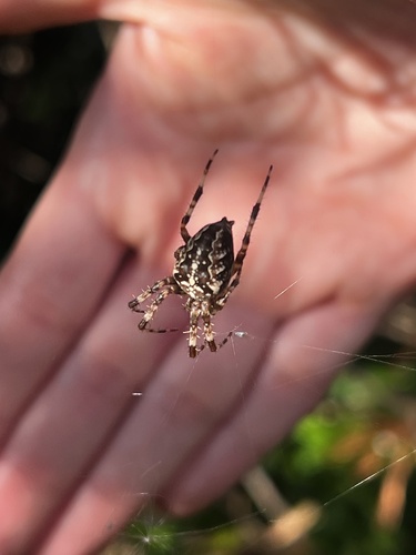 Cross Orbweaver