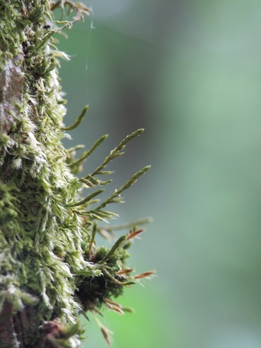 Lateral Cryphaea