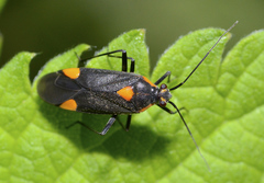 Capsodes