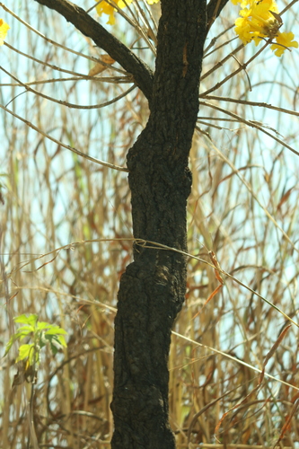 Handroanthus ochraceus