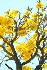 (c) Wallace Carneiro Almeida, some rights reserved (CC BY-SA) Handroanthus ochraceus, photograph (c) Wallace Carneiro Almeida, some rights reserved (CC BY-SA)