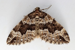 Lampropteryx suffumata