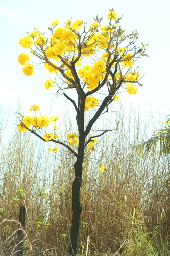 Handroanthus ochraceus, photograph 3