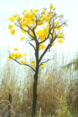 (c) Wallace Carneiro Almeida, some rights reserved (CC BY-SA) Handroanthus ochraceus, photograph (c) Wallace Carneiro Almeida, some rights reserved (CC BY-SA)