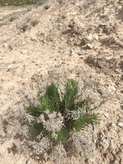 Nama carnosa