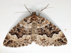 Lampropteryx suffumata