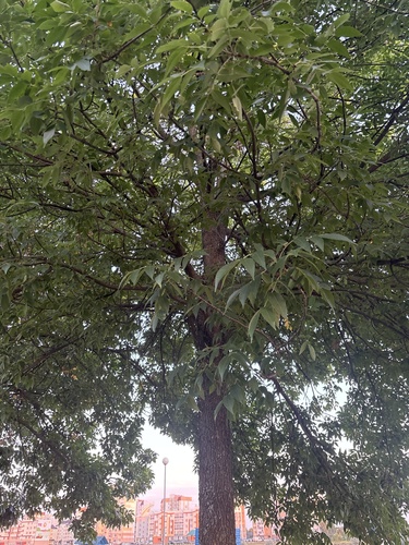 European ash