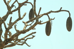 Kielmeyera coriacea