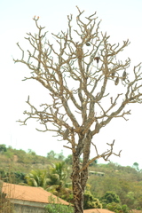 Kielmeyera coriacea, photograph (c) Wallace Carneiro Almeida, some rights reserved (CC BY-SA)