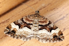 Xanthorhoe biriviata