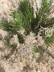 Nama carnosa