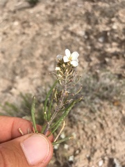 Nerisyrenia linearifolia