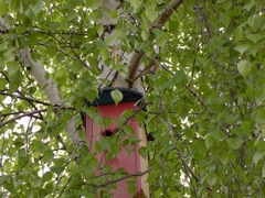 Phoenicurus phoenicurus