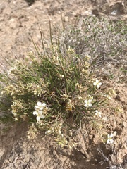 Nerisyrenia linearifolia