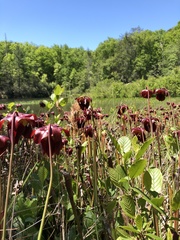 Sarracenia jonesii
