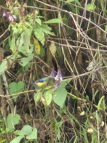 Variable Sunbird