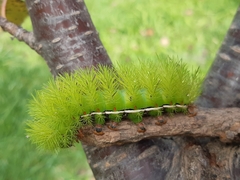 Automeris coresus