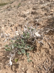 Acleisanthes lanceolata