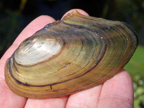 Duck Mussel