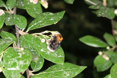 Bombus hypnorum