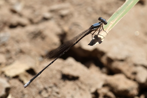 Common Threadtail