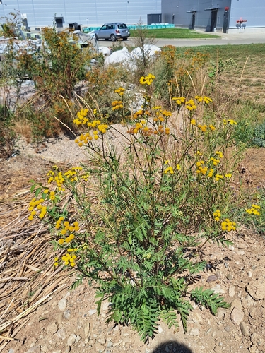 tansy