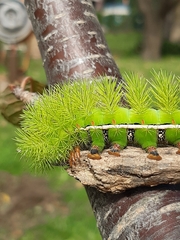 Automeris coresus