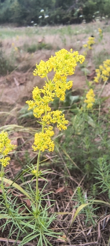 Lady's Bedstraw