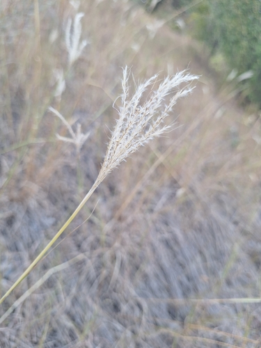 King Ranch bluestem