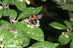Bombus hypnorum
