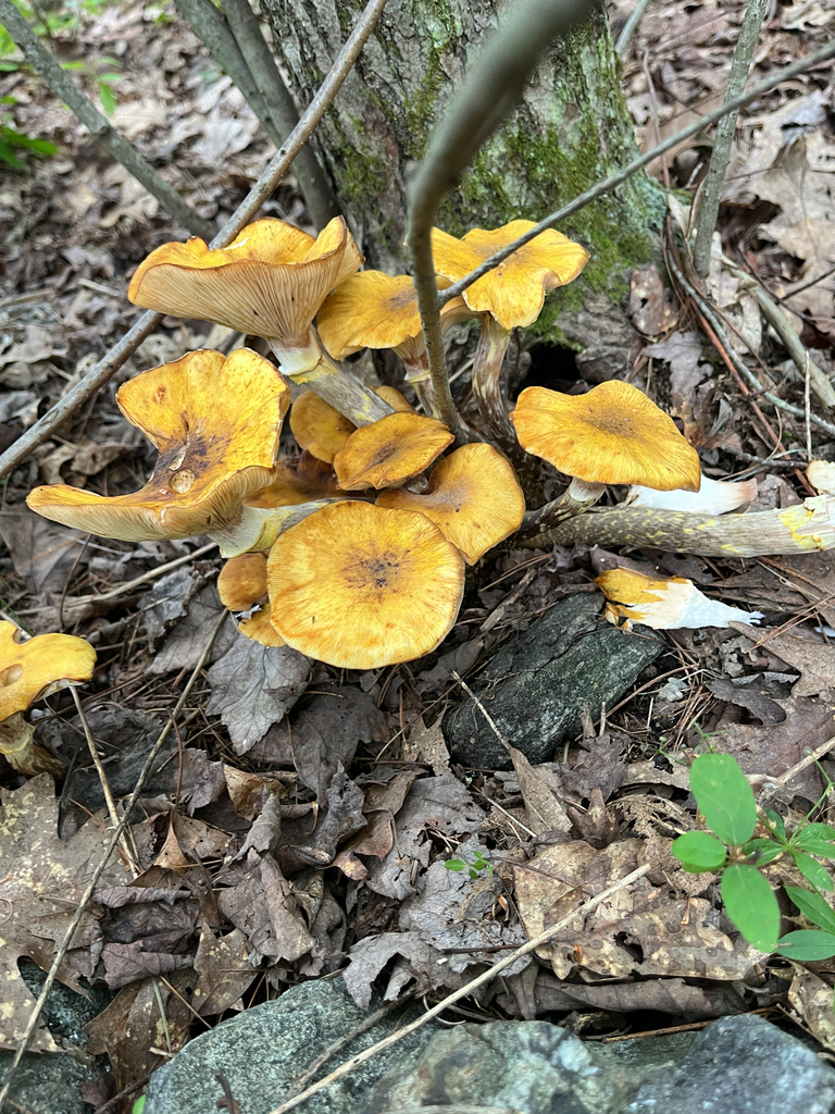 Honey Mushroom · August 2026 · photo: Photo: no rights reserved · iNaturalist