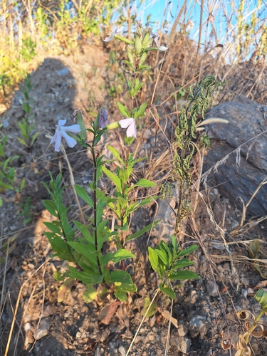 common soapwort