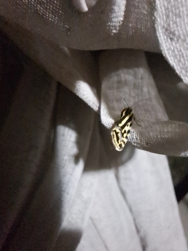 Spotted Sulphur